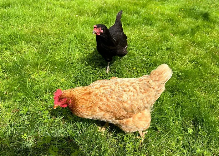 The Hen House