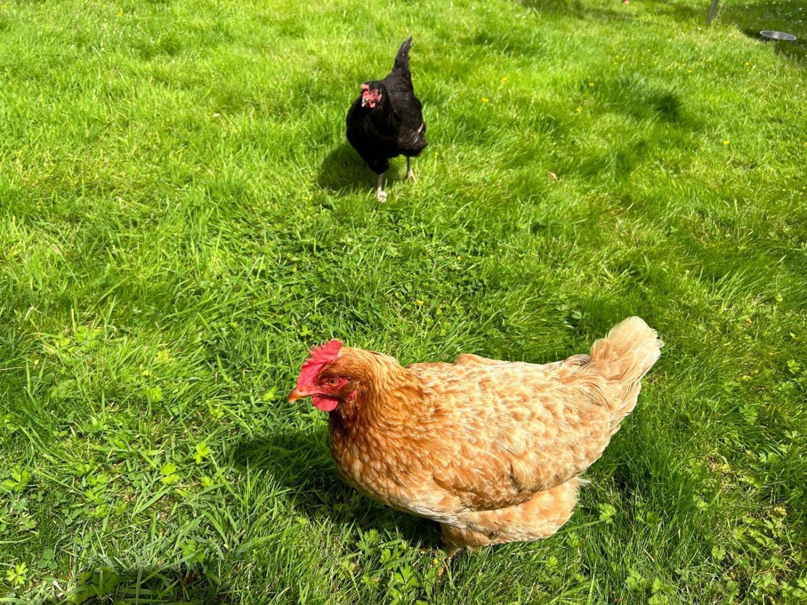 The Hen House Holiday home *