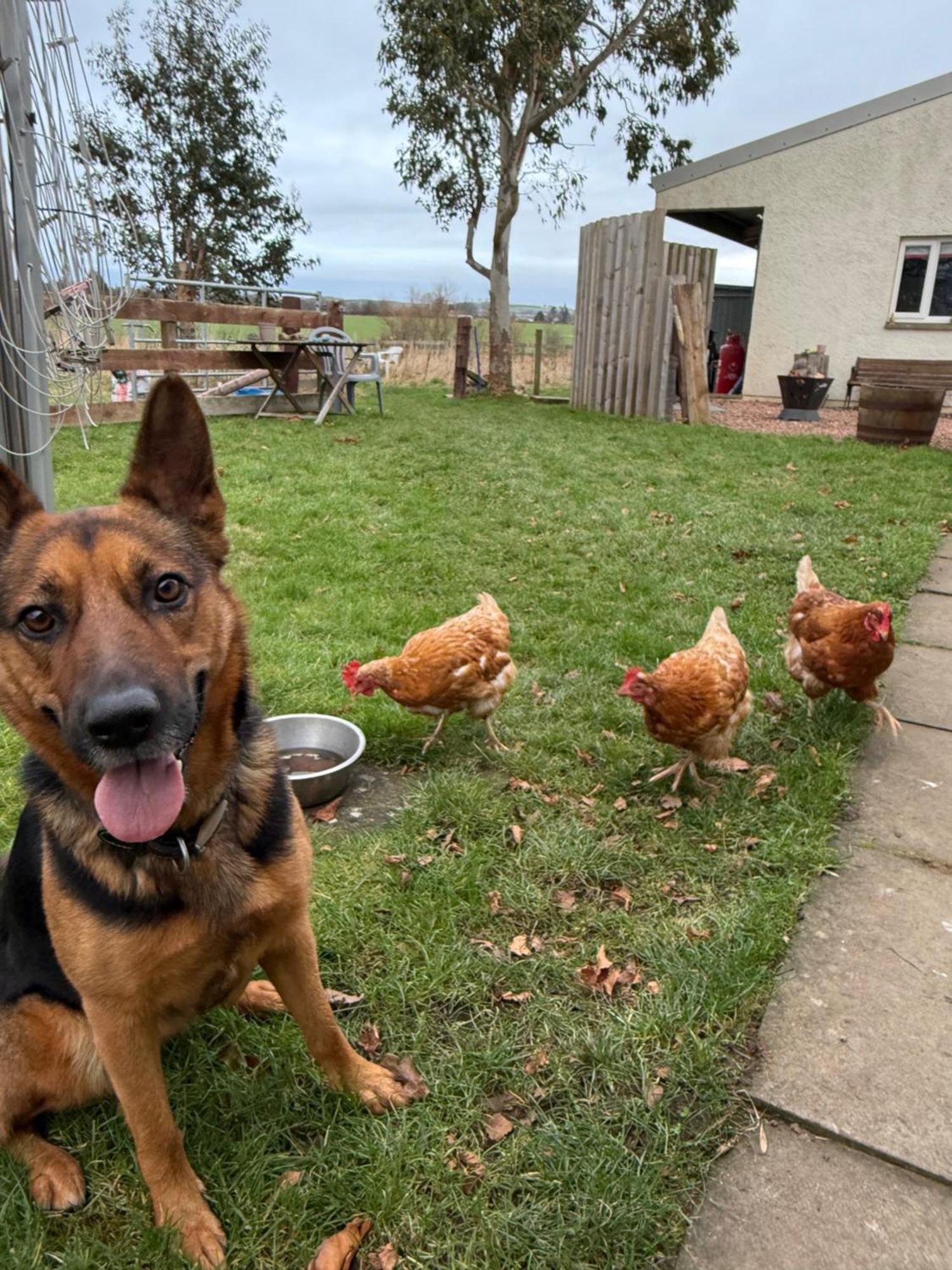 Holiday home The Hen House *